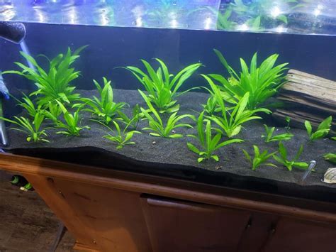 does amazon sword need substrate.